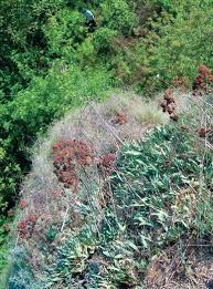 Image result for Cyperus trigonellus