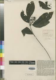 Image result for Pavetta cataractarum