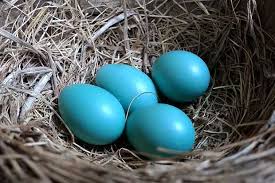 Www.blackrobin.org.nzthis video was created with. Are Robins Eggs Blue Bird Spot