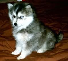 Review how much siberian husky puppies for sale sell for below. Miniature Siberian Husky Prices Breeders More