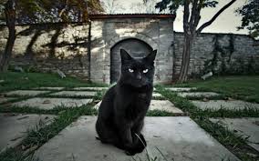 Do Black Cats Bring Bad Luck Wonderopolis
