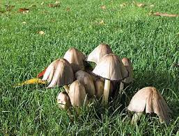 Les Champignons Sont Presents Dans Nos Jardins Sur Les Arbres Arbustes Les Plantes Ou La Pelouse Comestible Ou Dangereux Apprenez A Les Connait Champignons