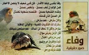 pin by mohammed maherr on خلفيات animals photo poster