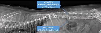 Bandscheibenvorfall Hund Tierklinik St Polten