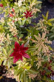 It is a development from the concept of the retail plant nursery but with a wider range of outdoor products. Blueskin Nurseries Nursery Garden Centre Cafe Dunedin Nz