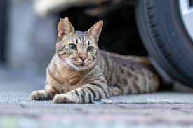 ‪Community Cats - Cat Depot‬‏