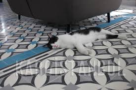 Zeminde Karoistanbul Ve Bir De Sevimli Mi Sevimli Bir Kedi Www Karoistanbul Com Kedi House