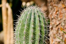 If a barrel cactus that is 60 cm tall and 30 cm in diameter has roots more how do the needles on a cactus help it to survive? Part Of Green Cactus Spikes In Pot With Long Thorn Detail Of Stock Photo Picture And Royalty Free Image Image 120444760