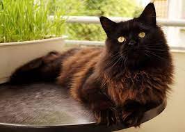 We did not find results for: Black Maine Coon Cat Personality Color Facts With Images Hepper