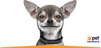 However, when it comes to pet insurance, rabbit owners have fewer options to choose from. Pet Insurance Ireland Cat Dog Insurance Petinsurance Ie