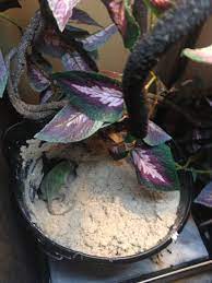 Contents1 How Do You Know If Your Chameleon Is Gravid Has Eggs 2 Chameleon Laying Box3 Digging Out The Chameleon Eggs4 Veiled Chameleon Egg Laying Chameleon