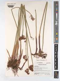 Image result for Cyperus denudatus