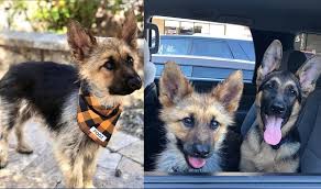 苏格兰牧羊犬 шотландская овчарка, колли 英国古代牧羊犬 староанглийская овчарка 喜乐蒂牧羊犬 шетландская овчарка, шелти æ°¸é ç¶­æŒå¹¼çŠ¬æ¨¡æ¨£ 2æ­²å¾·åœ‹ç‰§ç¾ŠçŠ¬æ‚£ç½•ç—… é•·ä¸å¤§ è¶…èŒ Ettodayå¯µç‰©é›² Ettodayæ–°èžé›²