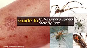 The female black widow spider hardly leaves the web and can rebuild or change the web based on her sidestep. Black Widow Spiders How To Get Rid Of Black Widows Spider Venom Spider Helpful Hints