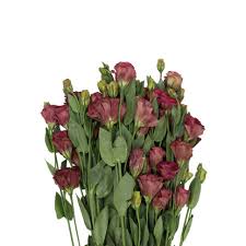 Image result for eustoma maurine