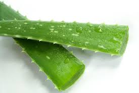 Aloe Vera Jeli Nasil Cikartilir