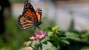 Maybe you would like to learn more about one of these? Monarch Butterflies In California At Critically Low Level For 2nd Year In A Row Abc News