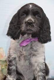 Find the perfect english springer spaniel puppies from all over the world! Blue English Springer Spaniel Puppy 637289 Puppyspot