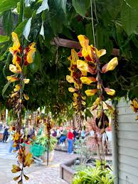 Image result for Thunbergia mysorensis