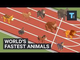 These Are The Worlds Fastest Animals Youtube