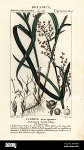 Image result for Scleria