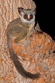 This Is The Southern Lesser Galago Also Called Mohol Bushbabies South African Galagos And Sout In 2021 African Animals Photography African Animals Animals Beautiful