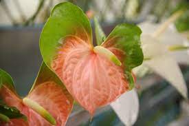 Anthuriums Of Ever Bloom Flower Farm Anthurium Plants