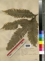 Image result for Pteris atrovirens