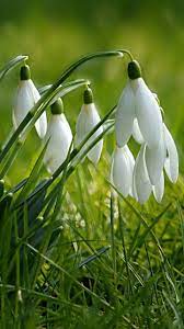 Grass Flowers Spring Plants Snowdrop 720x1280 Wallpaper Spring Flowers Wallpaper Beautiful Flowers Photography Beautiful Rose Flowers