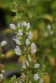 Image result for Lippia somalensis