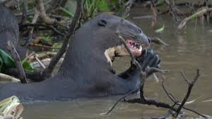 Oct 25, 2013 · giant river otters grow to be about 70 pounds (31 kilograms), says the nature conservancy. The Giant River Otter Of South America Youtube