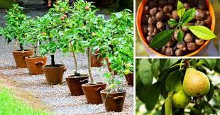 Apples, avocado, bananas, citrus, figs, guava, jackfruit, japanese persimmons, loquats, lychee, mangoes, mulberries, papayas, peaches, and tamarind all grow well in florida. 8 Fruit Trees You Can Grow From The Seeds And Pits Of Your Own Fruit