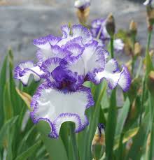 Tall bearded iris orders are accepted from early spring to middle of fall each year. World Of Irises 2011
