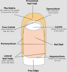 Our Essential Cuticle Care Guide Nailcarecuticle Cuticle Care Nail Tech School Nail Care Tips