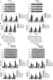 Data modificării/datele modificării şi actele normative care. Bergenin Impedes The Generation Of Extracellular Matrix In Glomerular Mesangial Cells And Ameliorates Diabetic Nephropathy In Mice By Inhibiting Oxidative Stress Via The Mtor B Trcp Nrf2 Pathway Sciencedirect