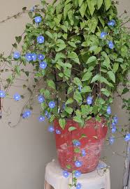 Image result for Jacquemontia