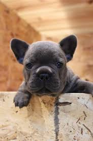 Akc registered blue/tan female parents health panel. French Bulldog Puppy For Sale In Walton In Adn 61580 On Puppyfinder Com Gender Male Age 6 Weeks Old Bulldog Puppies French Bulldog