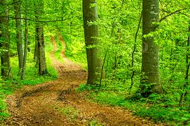 ‫غابة‬‎ ile ilgili görsel sonucu