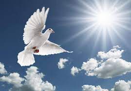 Dia adalah yesus kristus sang penyelamat dunia, dia diangkat menjadi tuhan di angkasa. 16 Gambar Wallpaper Burung Merpati Richi Wallpaper