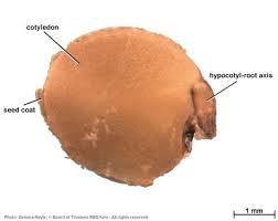 Image result for Megalochlamys hamata