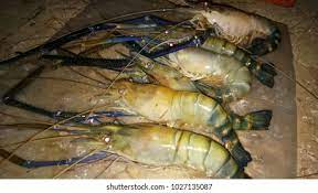 Fiszkoteka, your checked malaysian english dictionary! Freshwater Shrimp Udang Galah Restaurant Stock Photo Edit Now 1027135087