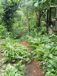 A food forest is an agricultural method that builds its design and implementation method off of the natural cycles and layers of a forest. Creating A Food Forest Garden Permaculture Realfood