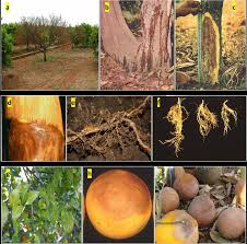 Phytophthora-citrus interactions and management strategies: a review