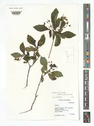 Image result for Nesogenaceae