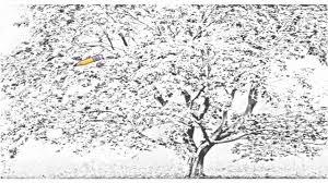 Draw the positioning of the leaf parts. Anime Cherry Blossom Tree Black And White Novocom Top