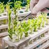 Traditional methods of modifying plants, like selective breeding and crossbreeding, have been around for nearly 10,000 years. 1