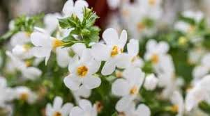 Image result for Bacopa floribunda