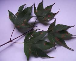 I had the same problem last go for garden gusto during the chilly season with the fiery red stems of this unusual japanese maple. Rust Spots On Japanese Maple Gardening Landscaping Stack Exchange
