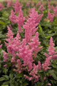 The larger types of astilbe provide real punch in the perennial shade garden. Rheinland Astilbe