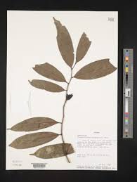 Image result for Cleistochlamys kirkii